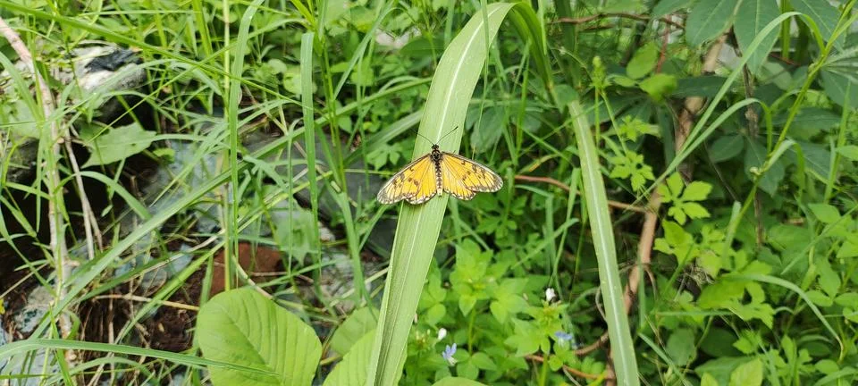 Butterfly Stock Photos