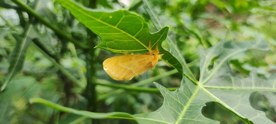 Butterfly Stock Photos