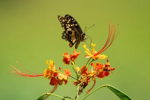 Butterfly Stock Photos