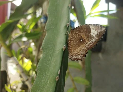 Butterfly Stock Photos