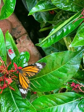 The butterfly. Stock Photos