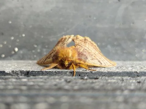 Butterfly Fotos de archivo
