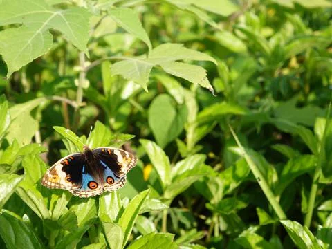 Butterfly Stock Photos