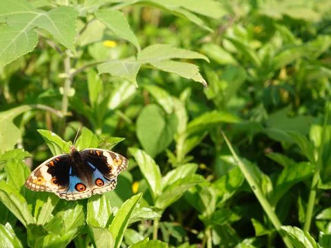 Butterfly Stock Photos