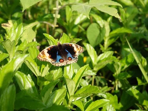 Butterfly Stock Photos
