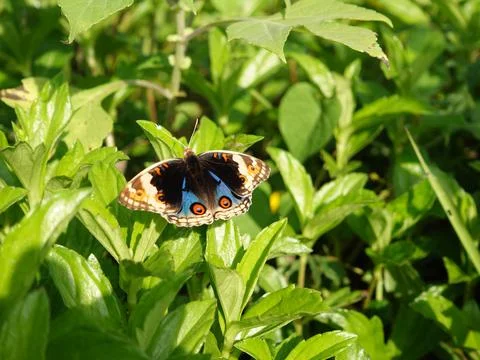 Butterfly Stock Photos