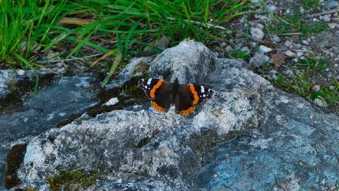 Butterfly Foto stock