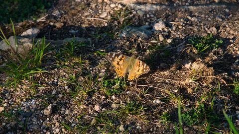 Butterfly Foto stock