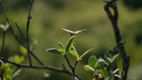 Butterfly Foto stock