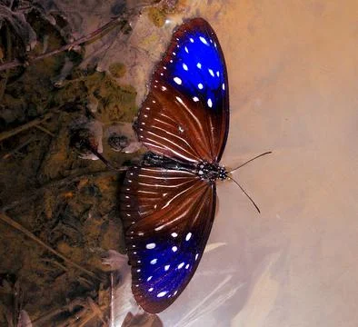 Butterfly Stockfoto's