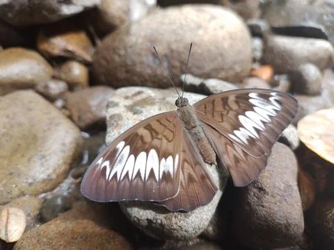 Butterfly Foto stock