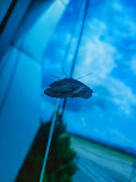 Butterfly Stock Photos