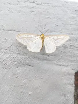 Butterfly Foto stock