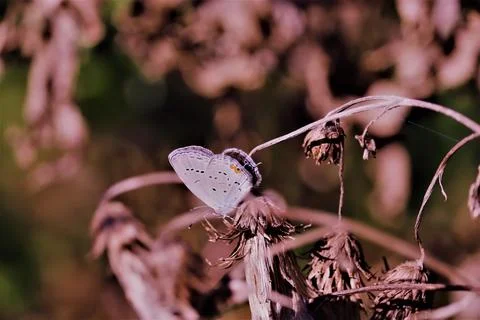 Butterfly Stock Photos