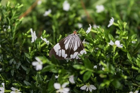 Butterfly Stock Photos