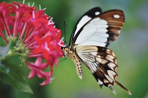 Butterfly Stock Photos