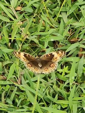 Butterfly Stock Photos
