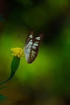 Butterfly Stock Photos