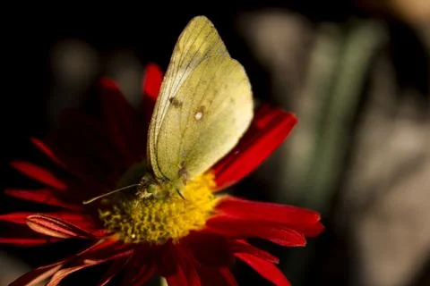 Butterfly  Stock Photos