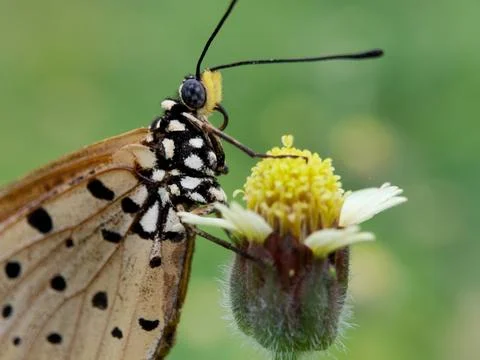 Butterfly Stockfoto's