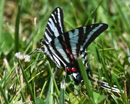 Butterfly Stock Photos