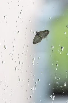Butterfly Stock Photos