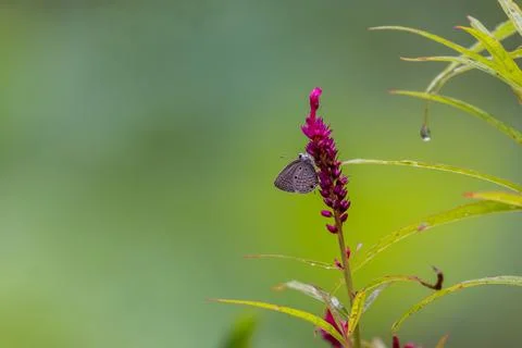 Butterfly Foto stock