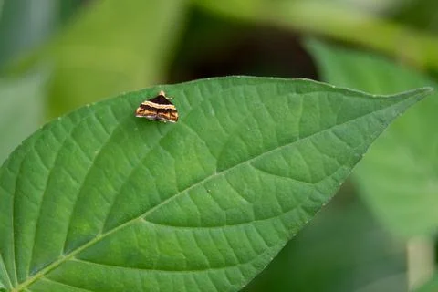 Butterfly Stock Photos