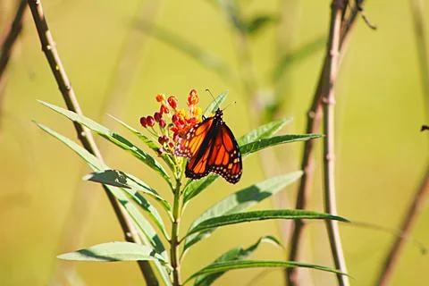 BUTTERFLY Fotos de archivo