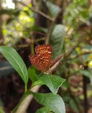 Butterfly Stock Photos