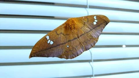 Butterfly Stock Photos