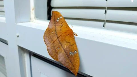 Butterfly Stock Photos