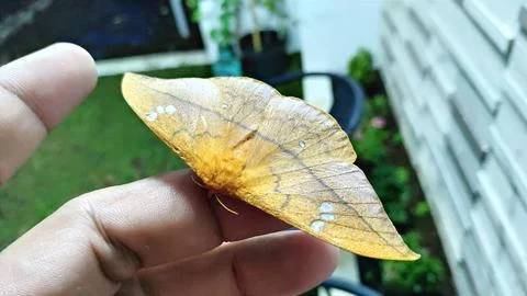 Butterfly Stock Photos