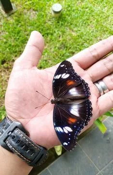 Butterfly Stock Photos