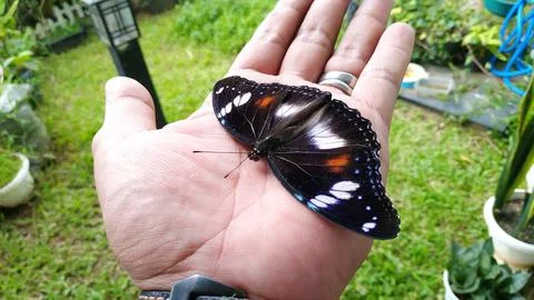 Butterfly Stock Photos
