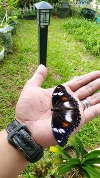 Butterfly  Stock Photos