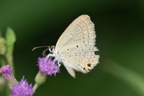 Butterfly Foto stock