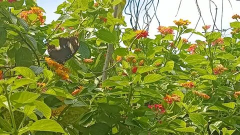 Butterfly Stock Photos