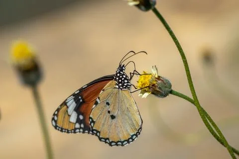 Butterfly Stock Photos