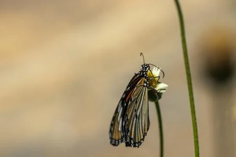 Butterfly Stock Photos