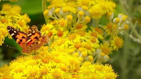 Butterfly Stock Photos