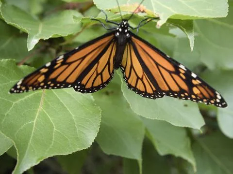 Butterfly Stock Photos