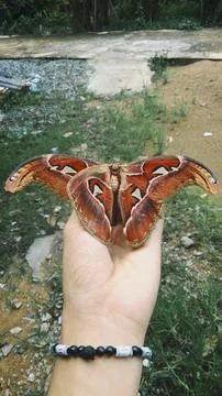 Butterfly 写真素材
