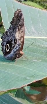 Butterfly Stock Photos