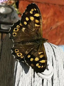 Butterfly Stock Photos