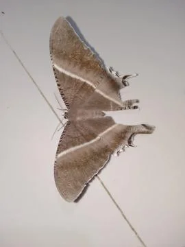 Butterfly Stock Photos