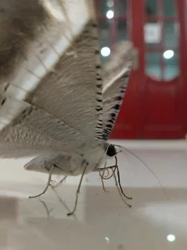 Butterfly Stock Photos