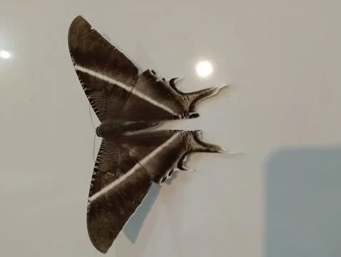 Butterfly Stock Photos