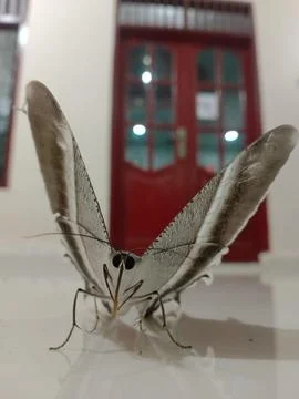 Butterfly Stock Photos