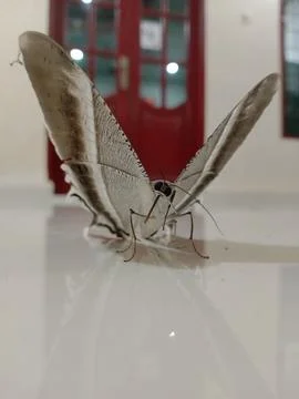 Butterfly Stock Photos